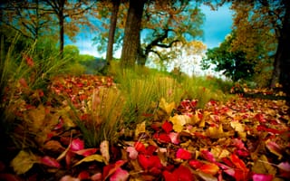 Картинка осень, осенние, время года, сезоны, сезонные, лист, листья, листва, лес, деревья, дерево, природа, трава, растение