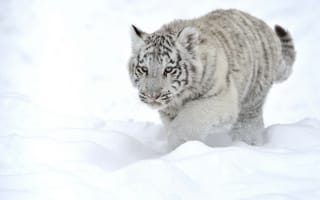 Картинка тигр, животное, белый, снег, хищник