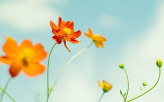 Картинка цветок, лепесток, оранжевый