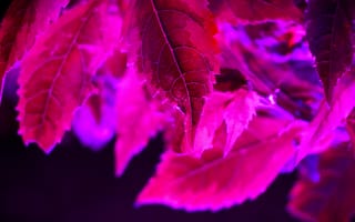 Картинка лист, растение, осень, осенние, время года, сезоны, сезонные, красный