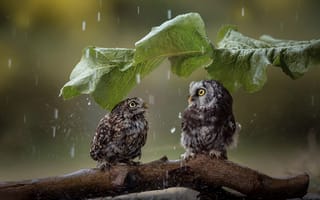 Картинка сова, птица, птицы, животное, животные, птенец, маленький, дождь, лист