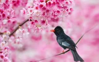 Картинка птицы, птица, животное, животные, ветка, дерево, цветущая вишня, сакура, цветок, цветущий, весна