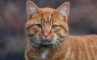 Картинка кот, кошки, кошка, кошачьи, домашние, животные, рыжий, полосатый