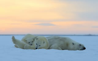 Картинка закат, дети, Белые медведи, Аляска, ледяная пустыня, отдых, Национальный Арктический заповедник, мать