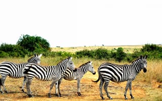Картинка зебра, животные, животное, природа, саванна, сухая, Африка, африканская
