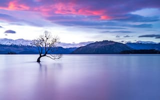 Картинка Ванака, Новая Зеландия, озеро, дерево, озера, природа, вода, пейзаж, вечер, сумерки, закат, заход