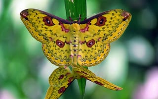 Картинка Loepa katinka, макро, бабочки, Golden Emperor Moth, травинка