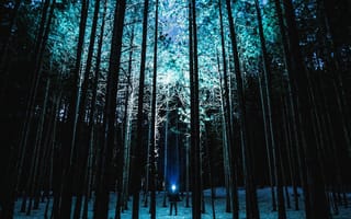Картинка природа, лес, деревья, дерево, снег, зима, ночь, темнота, человек
