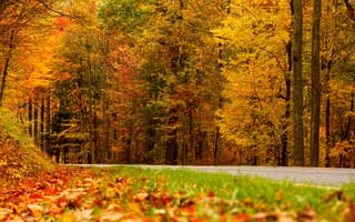 Картинка осень, осенние, время года, сезоны, сезонные, лес, деревья, дерево, природа, дорога