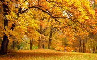 Картинка осень, осенние, время года, сезоны, сезонные, лес, деревья, дерево, природа, желтый
