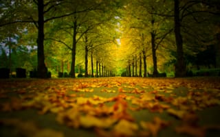 Картинка осень, осенние, время года, сезоны, сезонные, лес, деревья, дерево, природа, парк