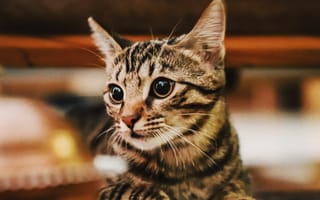 Картинка кот, кошки, кошка, кошачьи, домашние, животные, котенок, маленький, полосатый