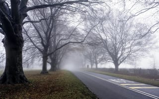 Картинка дорога, пейзаж, туман, деревья, утро