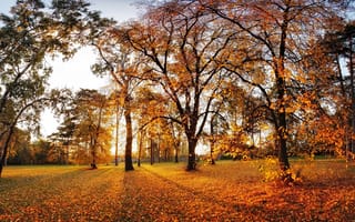 Картинка осень, осенние, время года, сезоны, сезонные, парк, природа, дерево