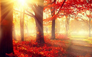 Картинка осень, осенние, время года, сезоны, сезонные, лес, деревья, дерево, природа, парк, солнце, свет, лучи, солнечный свет, лучи солнца