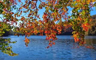 Картинка осень, осенние, время года, сезоны, сезонные, ветка, вода, озеро, пруд, река