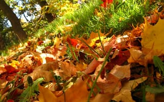 Картинка лист, листья, листва, осень, осенние, время года, сезоны, сезонные, кленовый лист, клен, оранжевый