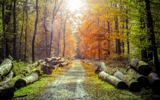 Картинка осень, осенние, время года, сезоны, сезонные, лес, деревья, дерево, природа, тропинка, бревно