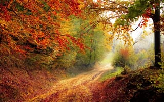 Картинка осень, осенние, время года, сезоны, сезонные, лес, деревья, дерево, природа, тропинка, тропа