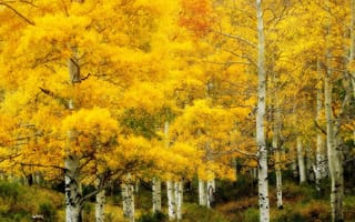 Картинка природа, осень, берёзовая роща, золотая