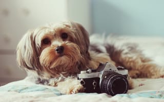 Картинка собака, фотоаппарат