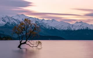 Картинка Ванака, Новая Зеландия, озеро, дерево, горы, гора, природа, вечер, сумерки, закат, заход
