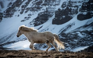 Картинка конь, природа, гора