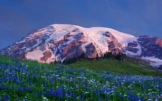 Картинка горы, поляна, вершина, снег, цветы
