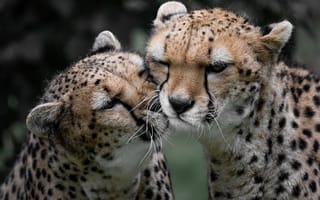 Картинка гепард, пятнистый, дикие кошки, дикий, кошки, большие кошки, большая кошка, хищник, животные