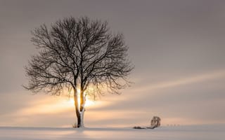Картинка зима, природа, дерево, снег