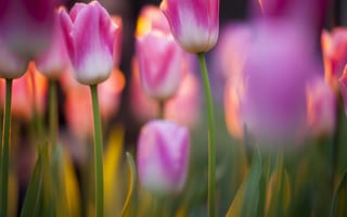 Обои тюльпаны, розовые, весна, цветение, фокус