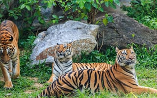 Картинка тигр, бенгальский тигр, полосатый, дикие кошки, дикий, кошки, большие кошки, большая кошка, хищник, животные