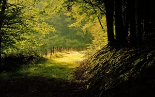 Картинка природа, лес, лето, тени