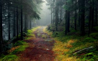 Картинка лес, деревья, дерево, природа, осень, туман, дымка
