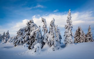 Картинка зима, зимние, время года, сезоны, сезонные, лес, деревья, дерево, природа, ель, елка, снег