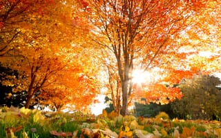 Картинка осень, осенние, время года, сезоны, сезонные, лес, деревья, дерево, природа, лист, листья, листва