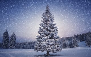 Картинка зима, зимние, время года, сезоны, сезонные, снег, ель, елка, лес, деревья, дерево, природа