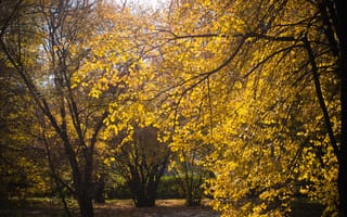 Картинка осень, осенние, время года, сезоны, сезонные, лес, деревья, дерево, природа, парк, желтый