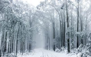 Картинка зима, зимние, время года, сезоны, сезонные, снег, лес, деревья, дерево, природа