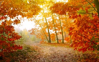 Картинка осень, осенние, время года, сезоны, сезонные, лес, деревья, дерево, природа