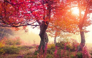 Картинка осень, осенние, время года, сезоны, сезонные, лес, деревья, дерево, природа, парк