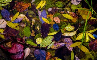 Картинка капли, роса, осень, вода, листья