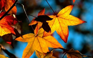Картинка листья, листва, желтый, клен, осень, небо
