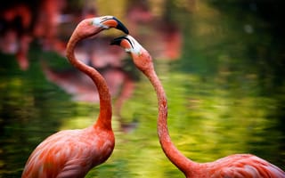 Картинка природа, фламинго, птицы