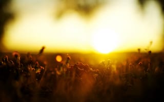 Картинка макро, солнце, закат, трава, 2560x1600, травка, природа