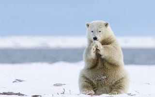 Картинка белый медведь, белый, животные, животное, природа, снег, зима
