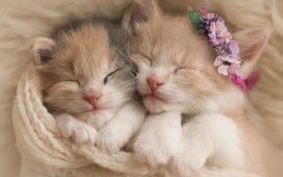 Картинка котенок, кот, маленький, кошки, кошка, кошачьи, домашние, животные, крошечный, сон, сонный, милая