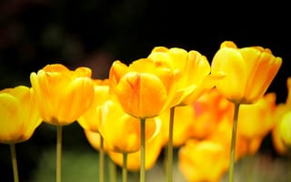 Картинка тюльпаны, желтые, природа, весна