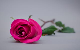 Картинка роза, цветок, цветы, растение, растения, цветочный, розовый