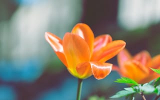 Картинка оранжевый, цветок, лепестки
